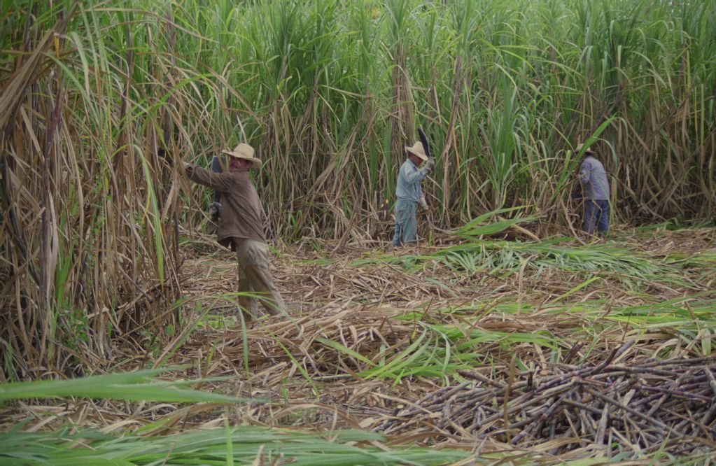 Cuba, Rafael Freyre, sugar cane crop