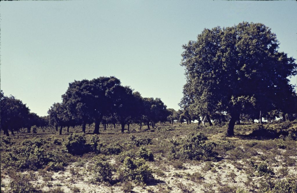 12 km northwest of Avila, loose Quercus ilex stand