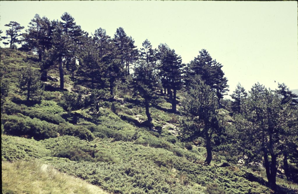 Sierra de Guadarrama, forest of Pinus silvestris with understory of Genista purgans