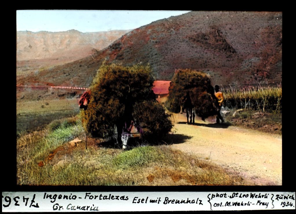Ingenio-Fortalezas, Gran Canaria, Esel mit Brennholz