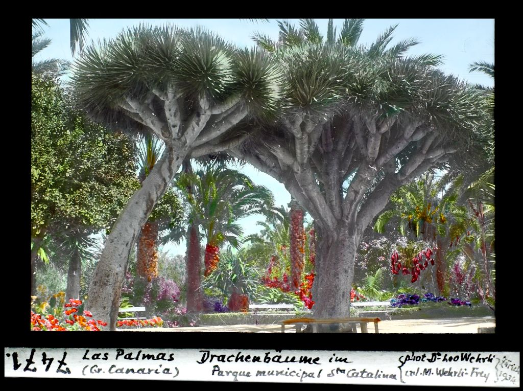 Las Palmas, Gran Canaria, Drachenbäume im Parque municipal Sta Catalina