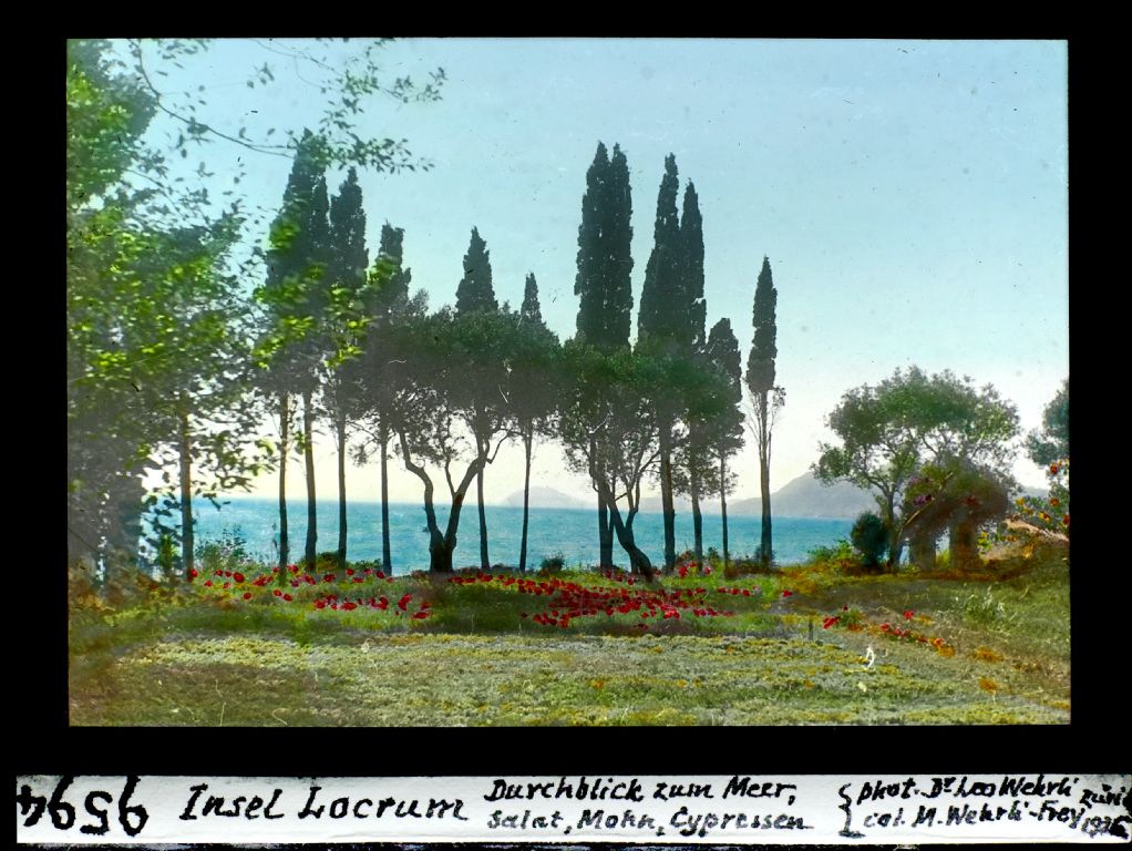 Locrum island, view to the sea, lettuce, poppies, cypresses
