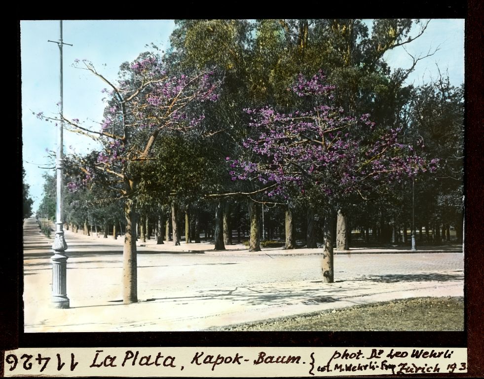 La Plata, kapok tree