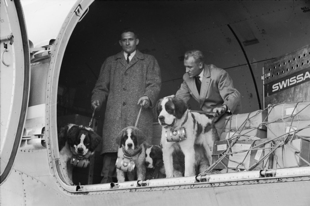 Ankunft von vier Bernhardinern mit der Douglas DC-6A, HB-IBB "Nidwalden" in New York