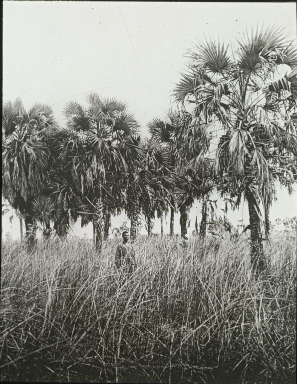 Various palms, Aleurites,Hyphaene savanna Dump palms below Boma, lower Congo.