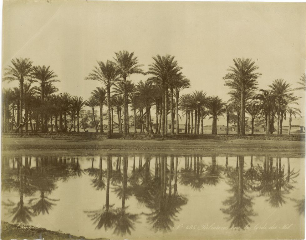 Palmières sur les bords du Nil