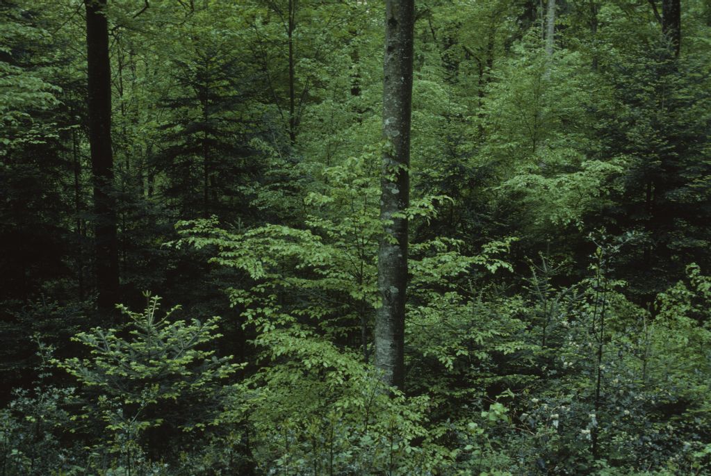 Gelfingen, lush natural regeneration in beech forest
