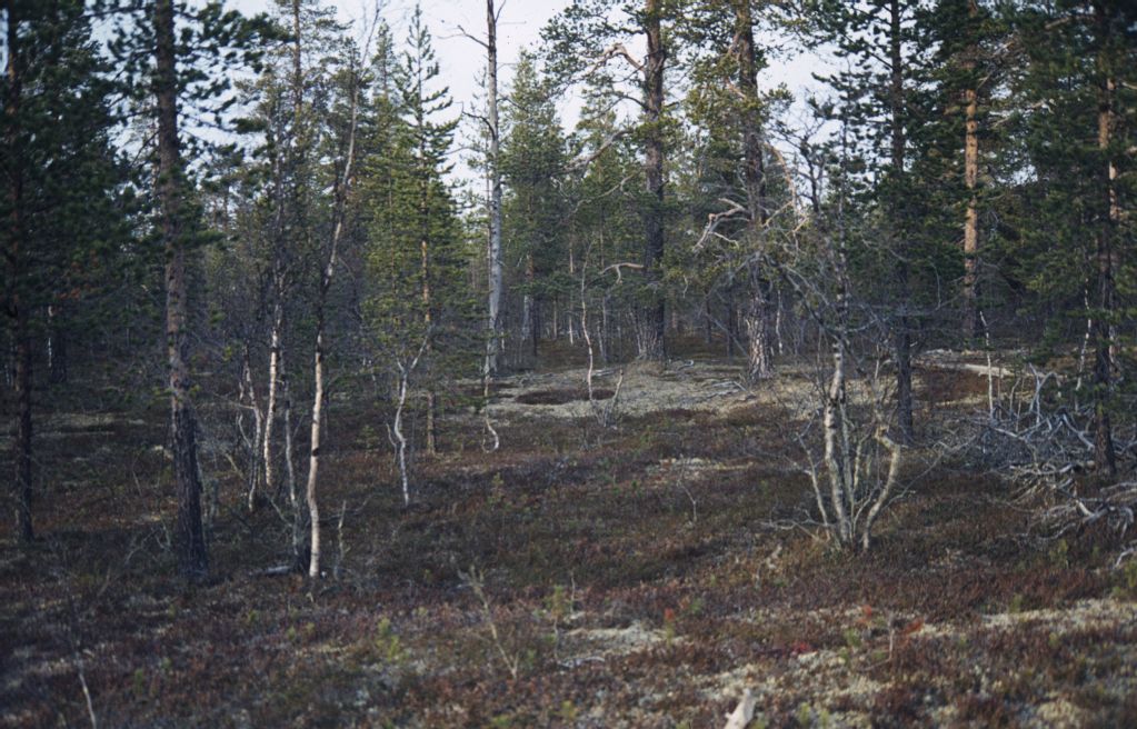 Subarctic spruce, pine, birch forest near Kilojaa Walo F. Lapland