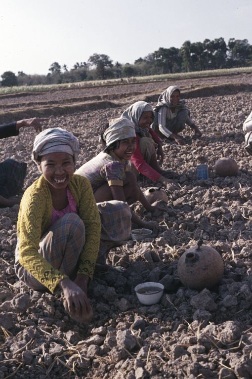 Sowing corn, South Sulawesi