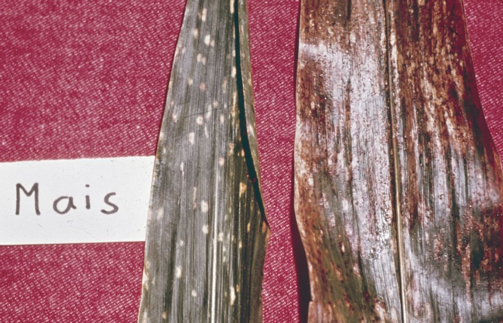 Helmintosporium turgicum, blight an Mais-Blattoberseite, Ilonga-Kol.