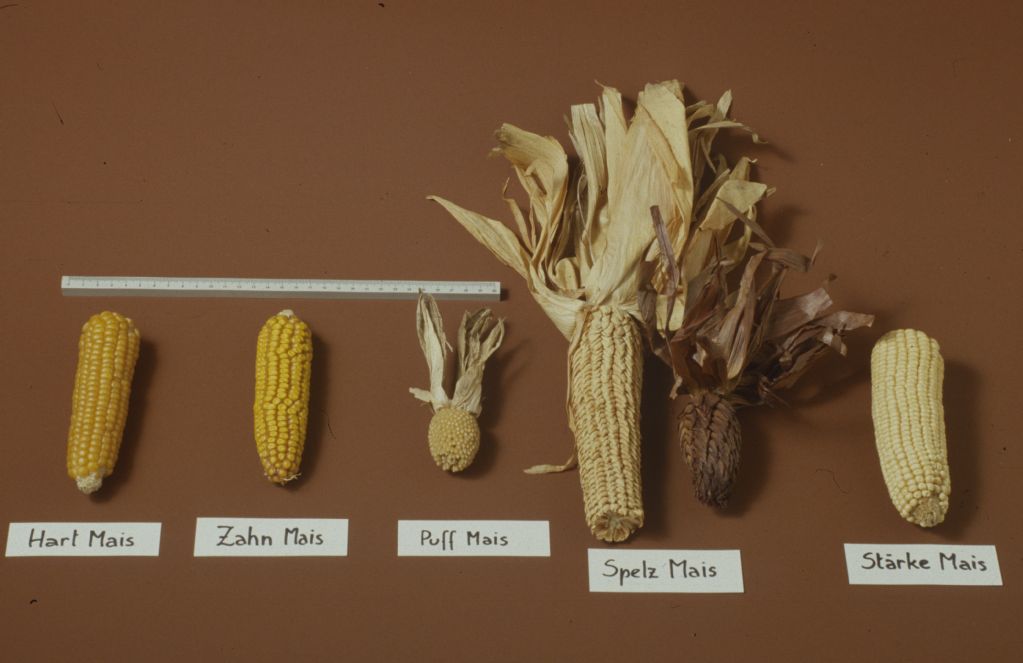 Mais Inzucht und Hybride