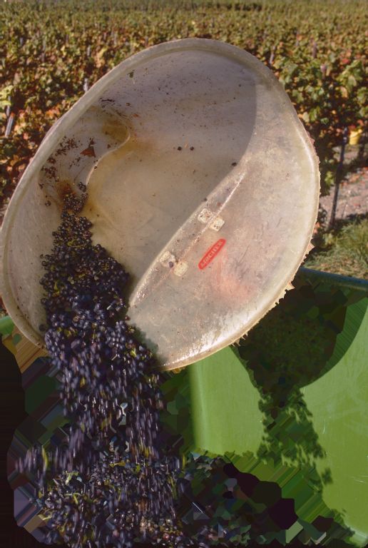 Graubünden dominion, grape harvest