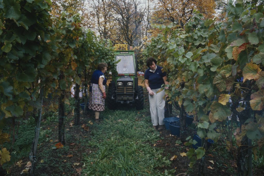 Hallau, wine harvest and wine festival