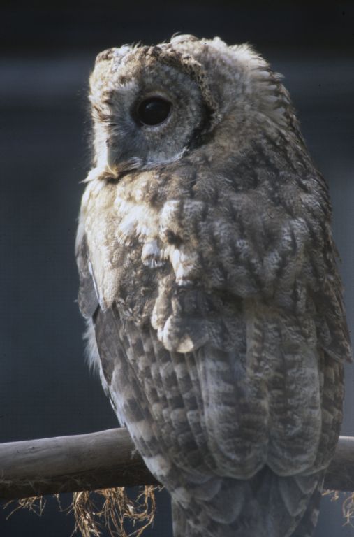 Juvenile Tawny Owl [Strix aluco]
