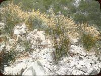 Calamagrostis, Lasiagrostis, near Fully, Valais