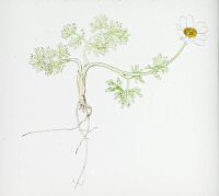 Callianthemum rutaefolium