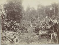 Samoa, Upolu, Tapatapao 1907