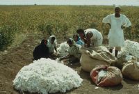 Publication: Cotton, Crop Sudan