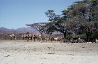 Ethiopia, Awash valley, resting herd of camels and cattle
