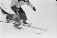 Skiing dachshund in Davos