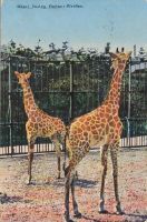 Basel, Zoolog. Garden, Giraffes