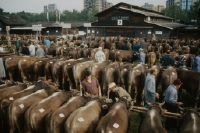 Zug, bull market, one hundred years breeding bull market