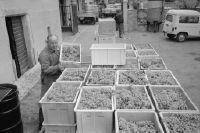 Office des Vins Vaudois, grape harvest