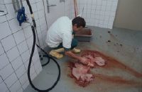 Butcher, slaughter of a pig