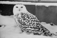 Zurich Zoo, snowy owl, female