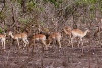 Mocambique, Gorongosa Game Park, wildlife photography
