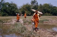 Thailand, Chiengmai, monks on pilgrimage