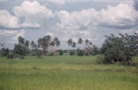 Anuradhapura: rice