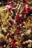 Habitat raised bog = Les Tourbières, four-crown-leaved cranberry (Vaccinium oxycoccos).