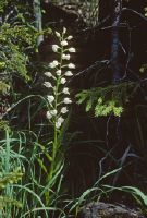 Narrow-leaved woodland bird, a not too rare orchid of sparse forests