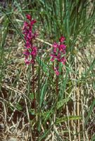 Male orchid, a relatively common native orchid species