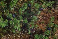 HM 253, Choma Suot, northwest (NW) Pontresina, Empetrum nigrum ssp. hermaphroditum: crowberry (at 1760 m).