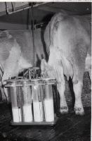 Milking quarter distribution