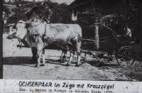 Simmental cattle 1900 to 1960, pair of oxen in train with cross rein
