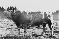 Simmental cattle 1900 to 1960, Trutz (breeding family) nn 2361, Wimmis