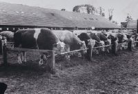 Simmental cattle 1900 to 1960, breeding family, Ostermundingen, 1941