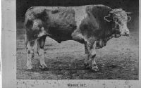 Simmental cattle 1900 to 1960
