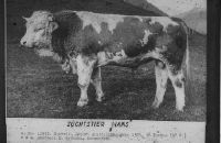 Simmental cattle 1900 to 1960, breeding bull
