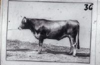 Brown cattle until 1900