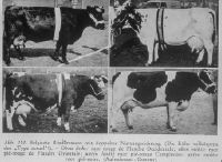 Normans, Belgians, Main-Anjou, 4 different Belgian cattle breeds.
