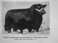 Aberdeen-Angus, model Angus bull, black Bardolier of White Gate