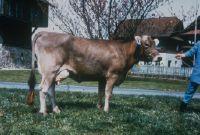 Untitled, cow neck trial 5-84, cow corona