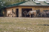 Italian fattening breeds, Hellabrunn Zoo, Munich, April 1974: European steppe cattle