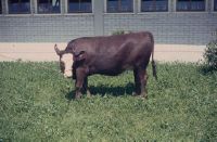 Instructions for use, Chamau Manor, 73, Simmental? x Angus-Aberdeen / S x AA