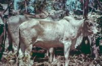 Breeding in Africa, breeding: displacement cross Zebu Malagache by Brahman