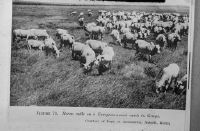 African Boran, Boran cattle on a European-owned ranch in Kenya